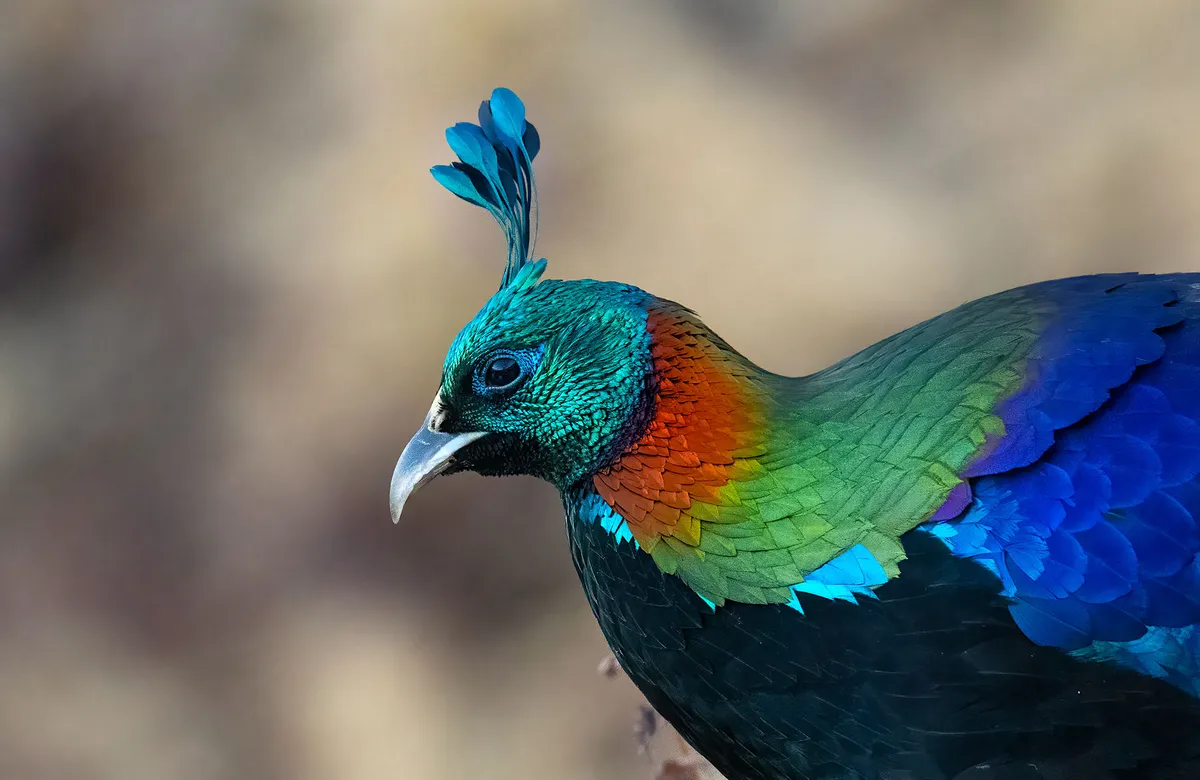 The Himalayan Monal, the vibrant state bird of Uttarakhand